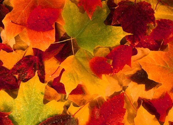 fall_leaves_autumn.jpg