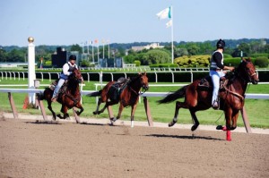 Near accident that almost occurred this morning as I'll Have Another was nearly injured by a loose horse on the track at Belmont Park - Photo Credit Bryan Smith for New York Daily News