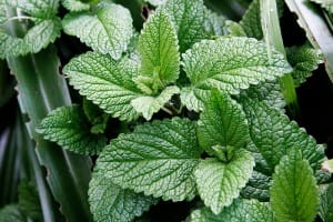 Mint Garden