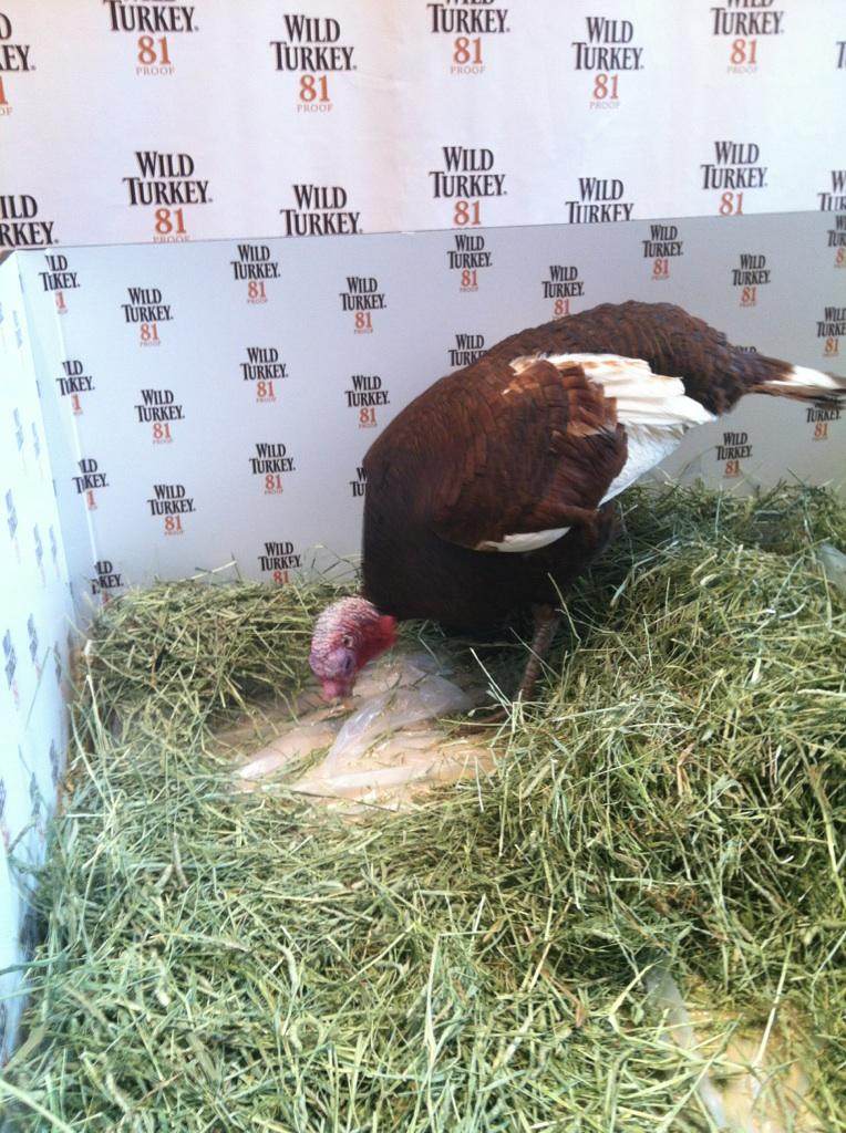 Wild Turkey Bourbon's Jimmy Junior Turkey has his own method of making NFL Predictions for Thanksgiving Day games