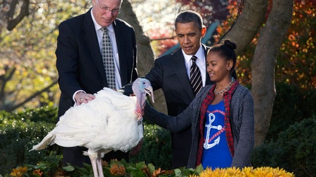Sasha Obama pets Cobbler a 19-week old, 40-pound turkey, as he is pardoned by President Barack Obama on the occasion of Thanksgiving, 21, 2012, in the Rose Garden of the White House in Washington - photo courtesy AP