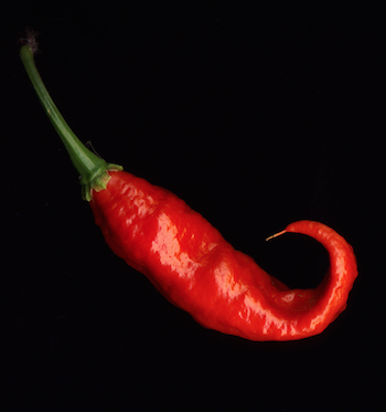 Ghost chili pepper bhut jolokia 
