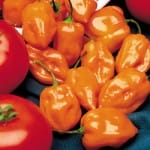 Habanero Hot Pepper Recipe