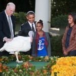 Cobbler Was the Pardoned Turkey by President Obama for Thanksgiving 2012