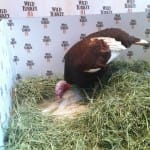 Wild Turkey Bourbon’s Jimmy Junior Turkey has his own method of making NFL Predictions for Thanksgiving Day games