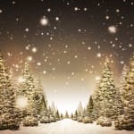 Christmas Trees Snow