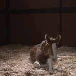 Clydesdale Foal featured in the 2013 Super Bowl Budweiser Beer Commercial