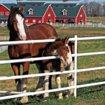 Warm Springs Ranch, Home of the Budweiser Clydesdales in Boonville, Missouri