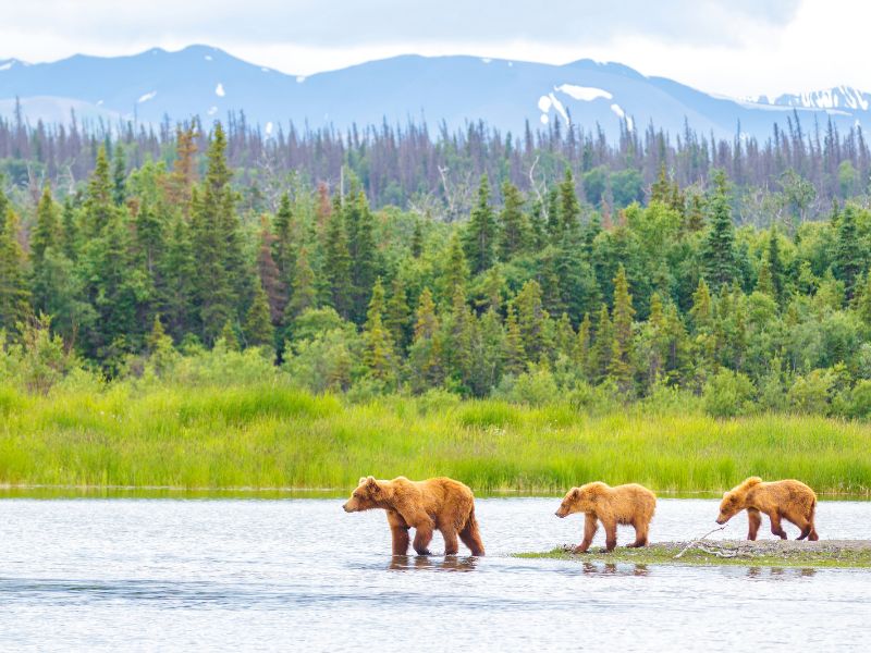 Alaska mother brown bear and her cubs on river
