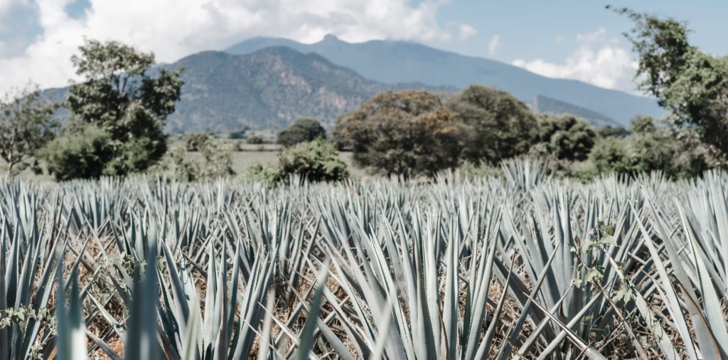 Agave Tequila